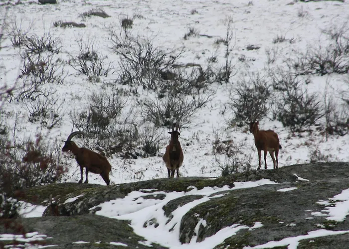 Refugio Terras Altas *