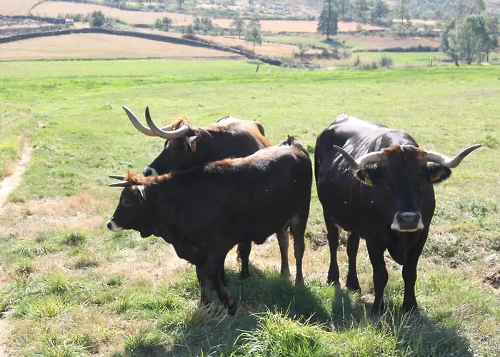 Refugio Terras Altas Dom wakacyjny Ribeira de Pena